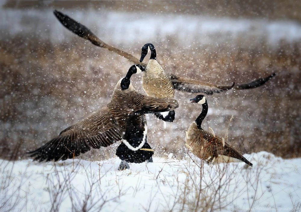 Snow goose wallpaper 4.jpg