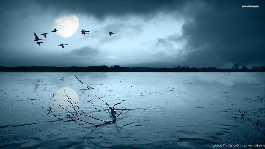 Geese Wallpapers Wallpapers Cave