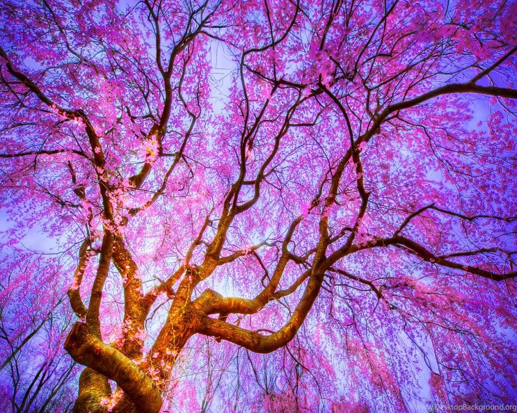 Pretty Flower Wallpapers Bing Images