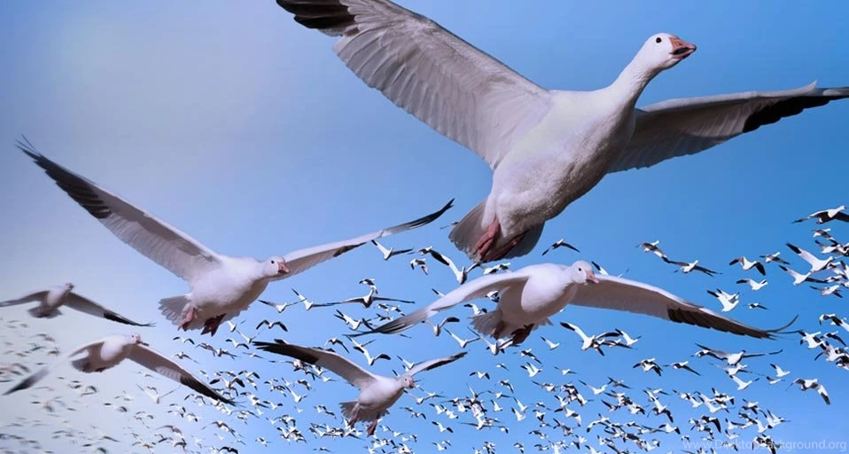 Goose Flying Wallpaper.