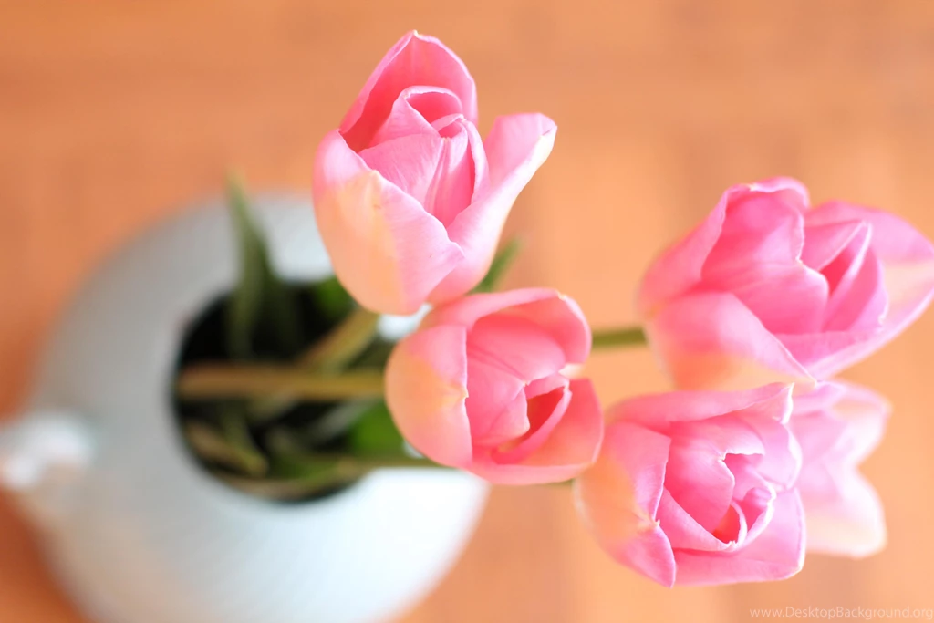 Pretty Light Spring? >> HD Wallpaper, Get It Now!