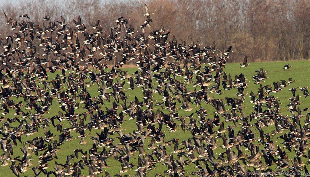 Free Wallpapers Red Breasted Geese