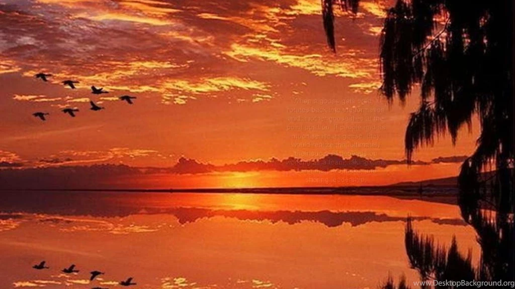 Flight Of The Geese 405211 Wallpapers (