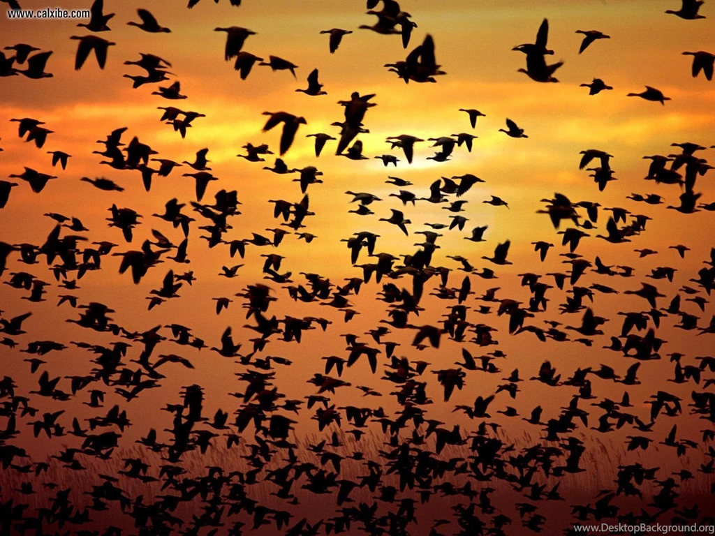 Animals: Flocking Together Geese New Mexico, Picture Nr. 14338