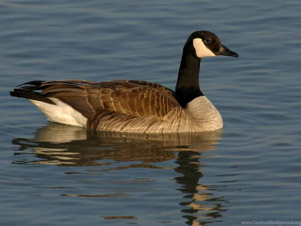 Geese Bird Wallpapers