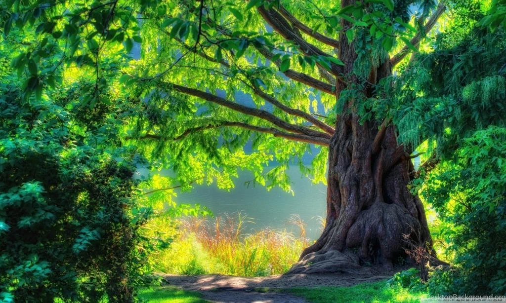 Beautiful Tree HD Desktop Wallpapers : High Definition : Fullscreen ...