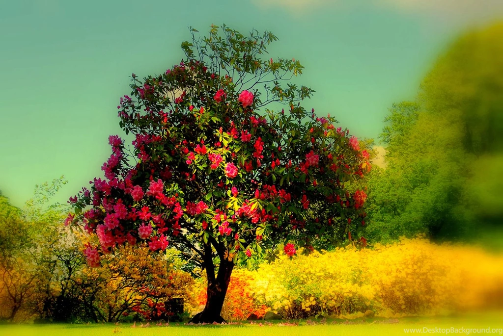 Beautiful Tree Wallpapers Wallpapers Cave