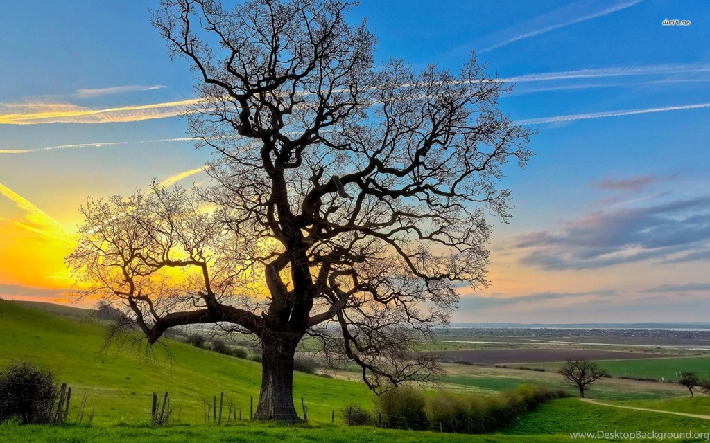 Beautiful Oak Tree Wallpapers Nature Wallpapers