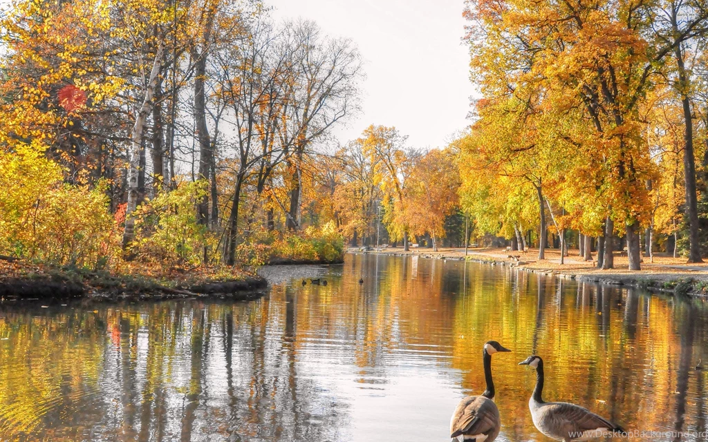 Geese At The Autumn Lake Wallpapers   Nature Wallpapers
