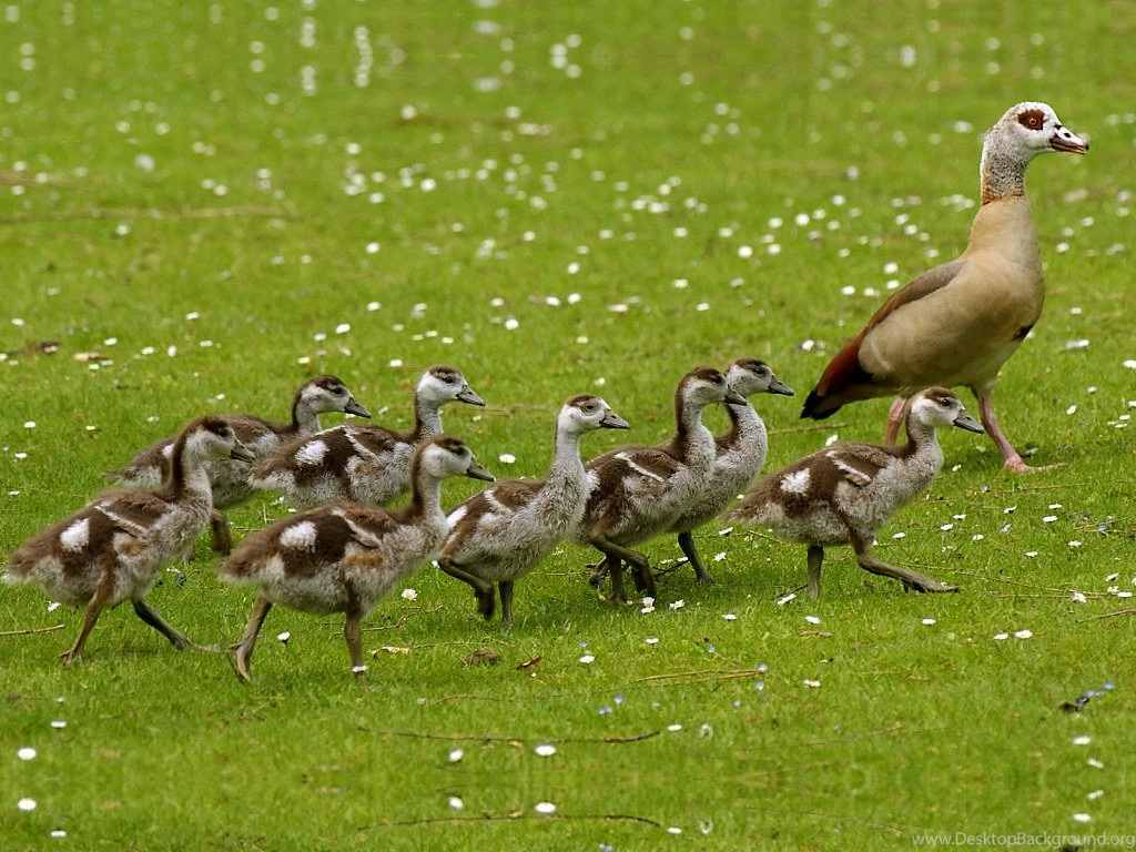 Egyptian Goose With Goslings Splendid Wallpapers HD