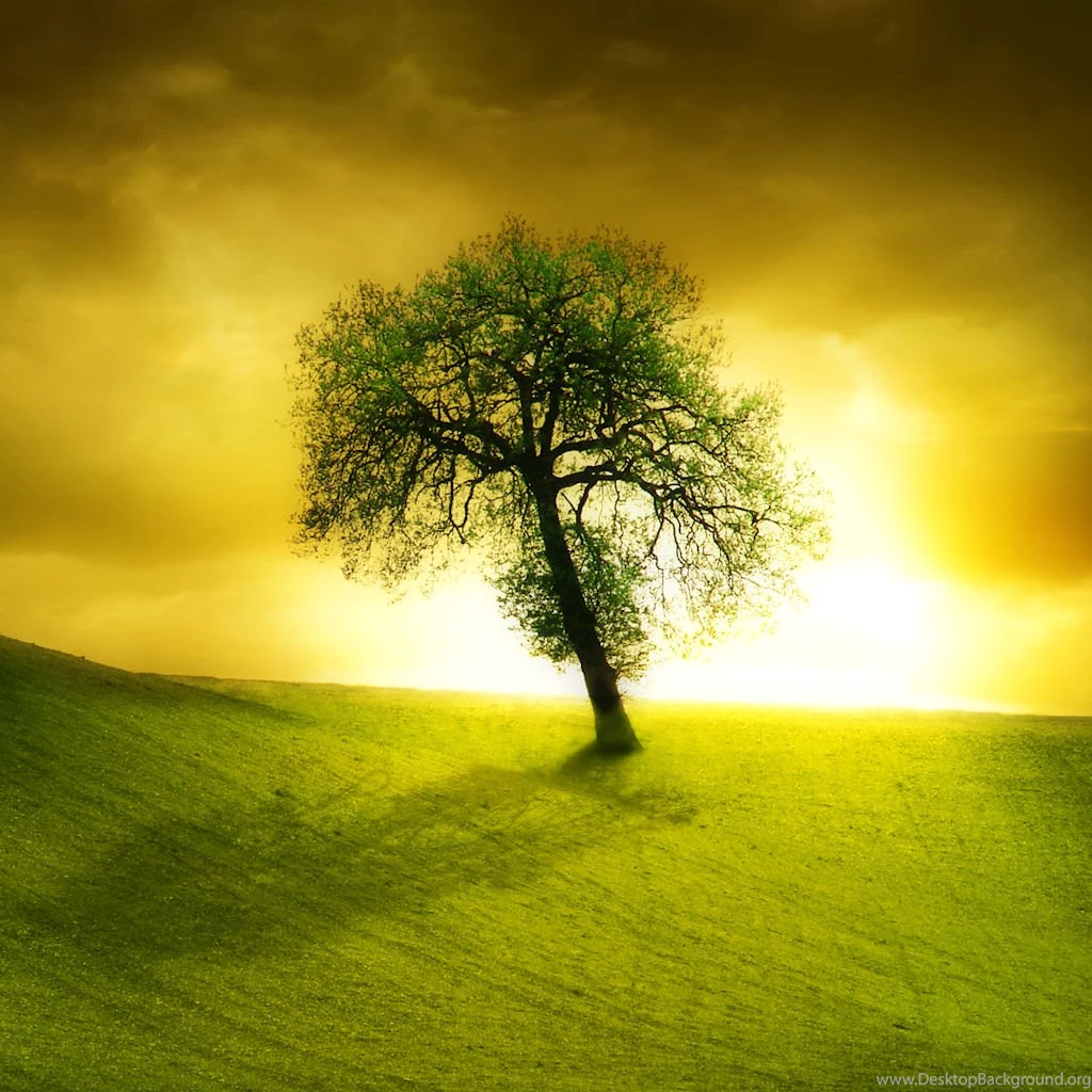 Lonely Beautiful Tree Ipad Wallpapers To Download