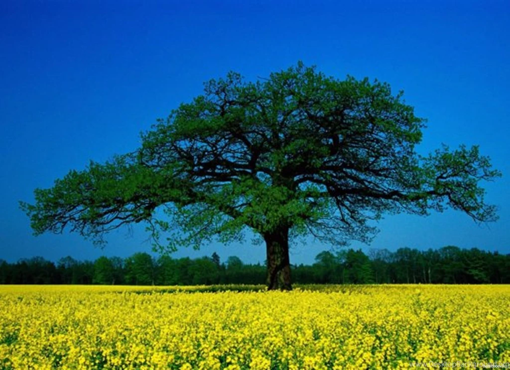 Beautiful tree wallpaper hd 23 ForestNation