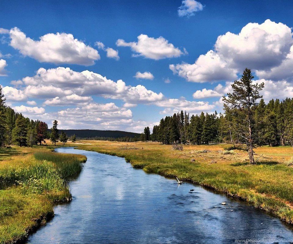 Attractive Beautiful Tree Wallpapers