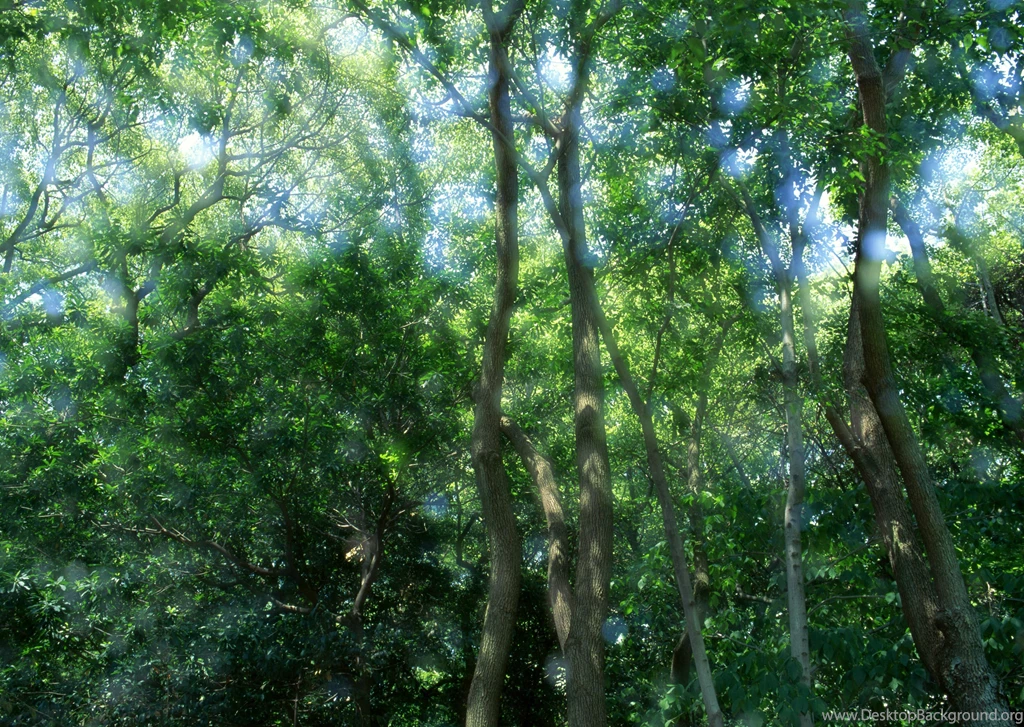 Freetopwallpaper.com