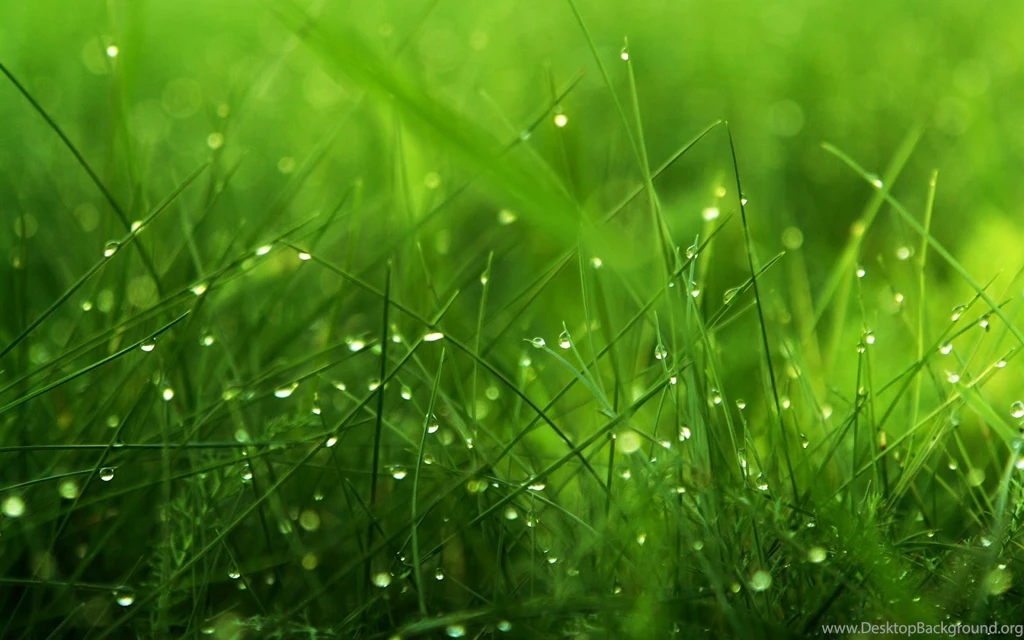 Top 41 Most Beautiful And Most Dashing GRASS Wallpapers In HD ...