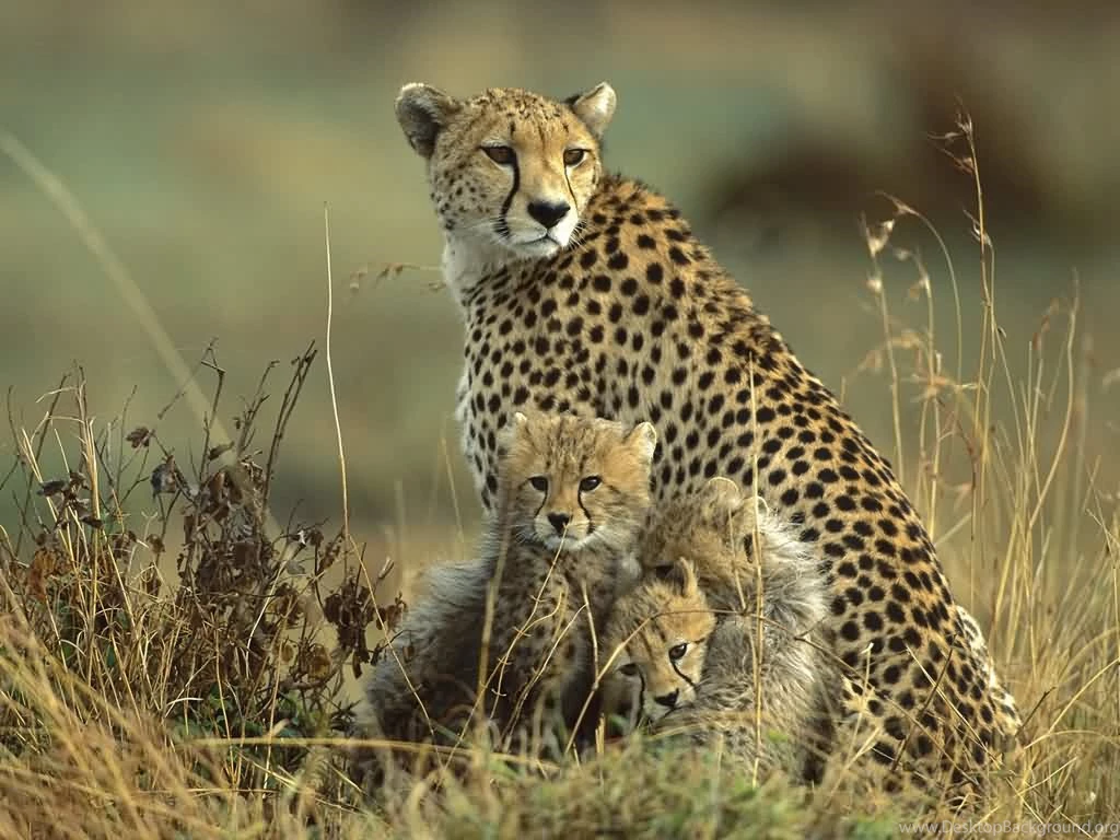 Top 15 Most Beautiful Wildlife Wallpapers 6 Pelfind
