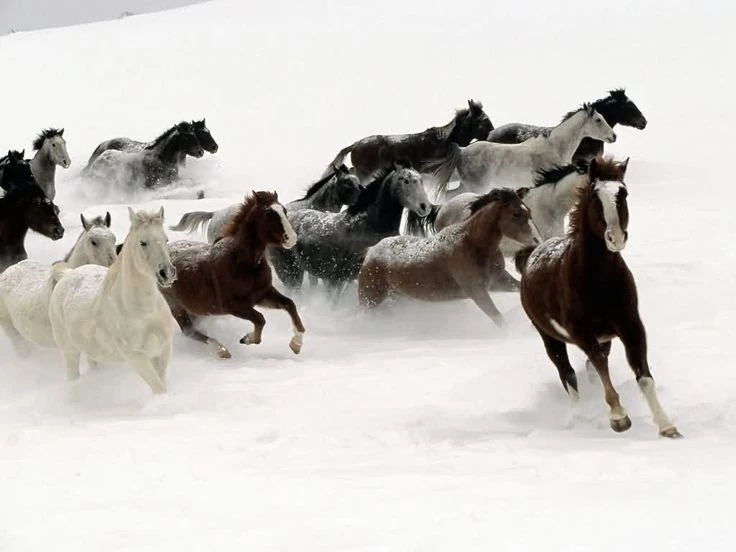 Beautiful Wild Horses