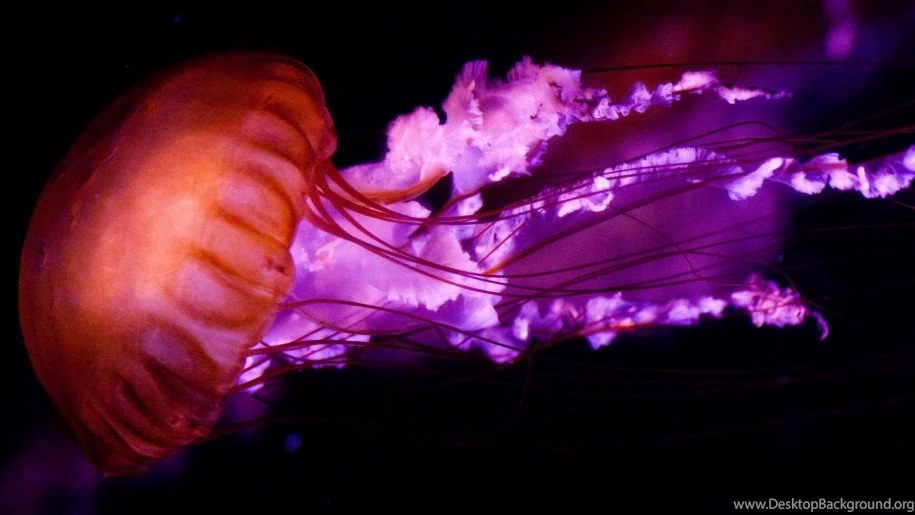 Jellyfish Purple Colourful Red Wasnt Wallpapers Wide For Mobile ...