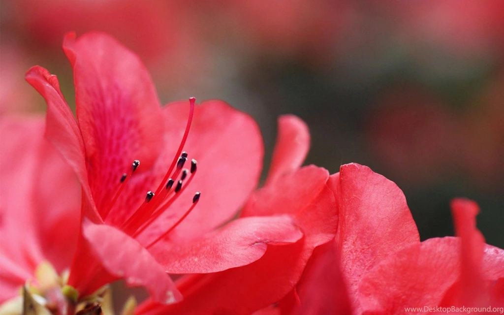 Nature Flowers Petals Macro Close Pollen Stem Plants Garden ...