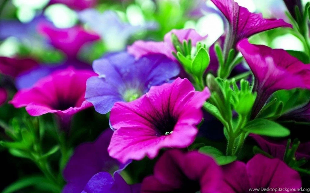 Flower Desktop Wallpapers HD Free Download