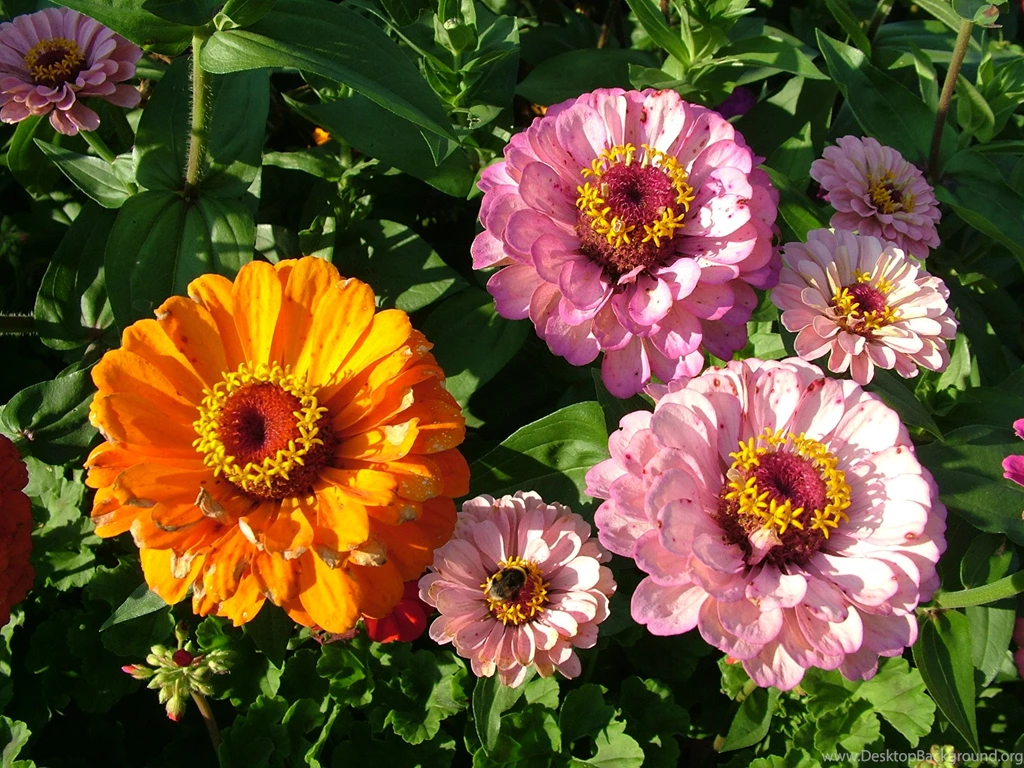 Free 7art Flowers Clipart And Wallpapers Royalty free Images ...