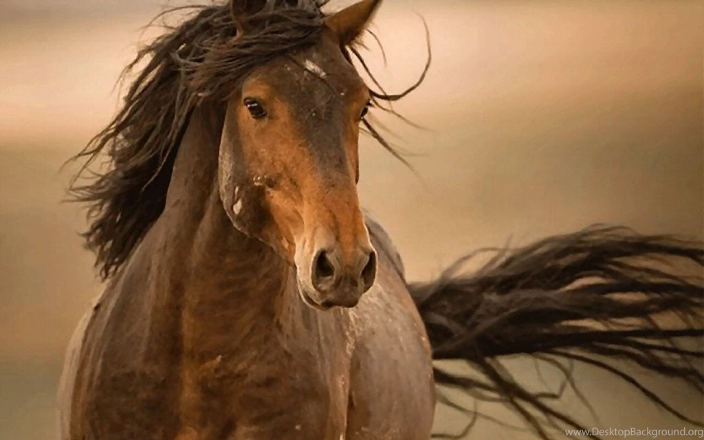Horses: Wild Mustang Equine Painting Animal Wildlife Art Artwork ...