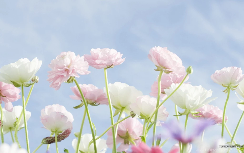 Wild Flower Wallpapers Wallpapers Cave
