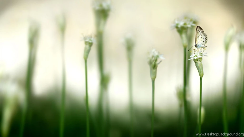 Awesome Wild Life Nature Image Dual Screen Monitor Picture HD ...