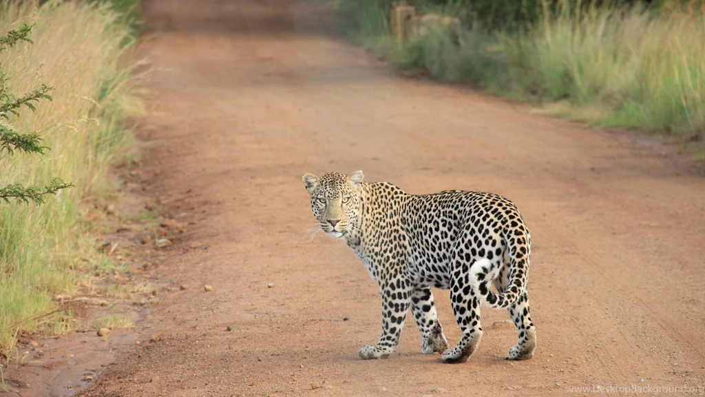 Leopard Wild Animal Uhd Wallpapers   Ultra High Definition ...
