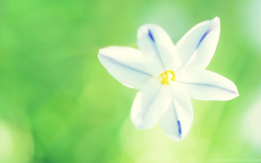 Glorious Wild Flower Wide Screen Wallpapers » WallDevil Best Free ...