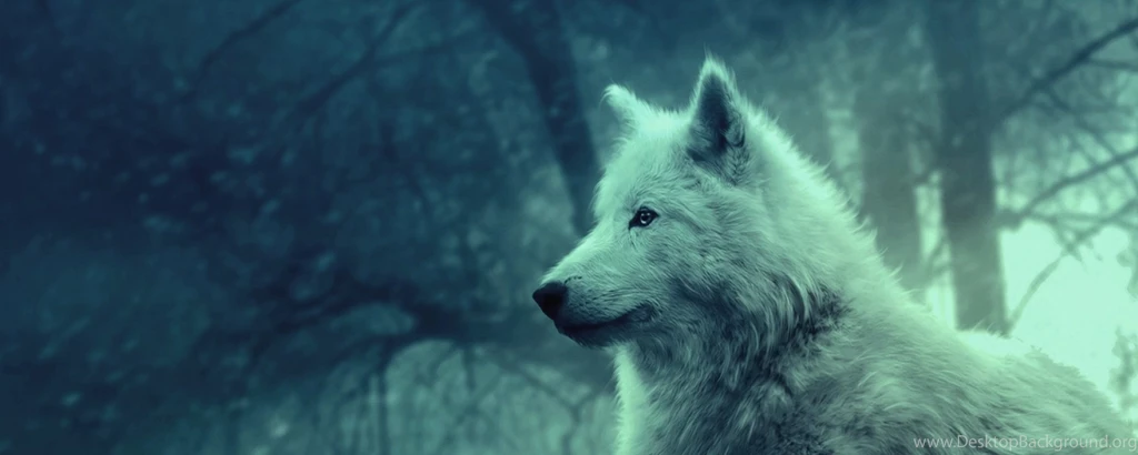 Download Wallpapers 2560x1024 Wolf, Light, Forest, Wild, Calm ...