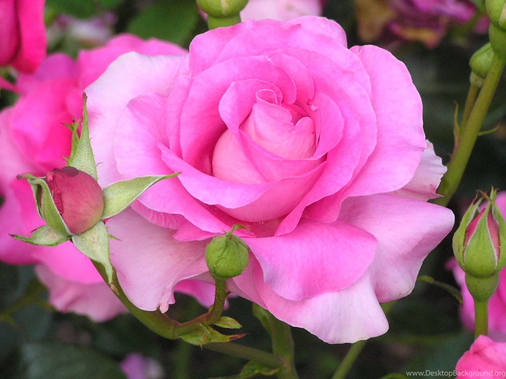 Wallpapers Rose Flowers Free Download HD Wallpapers And Pictures