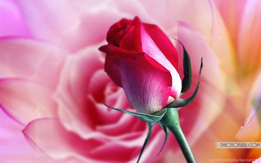 Desktop Flowers Wallpapers Free Download (8)