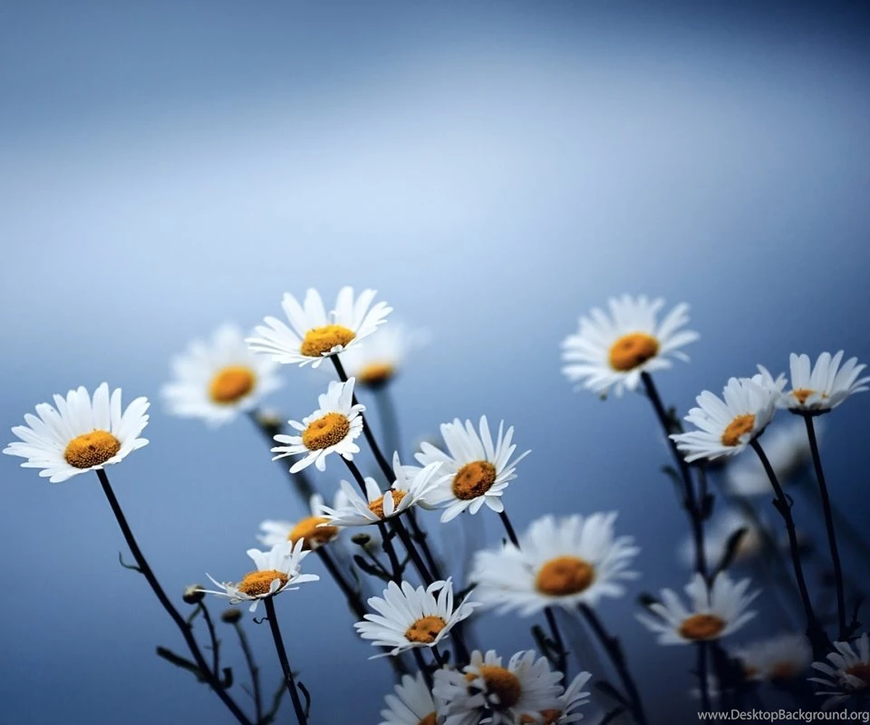 G Cute Flower, From My Heart To You, Funky Bubbles, Funny Men Vs ...