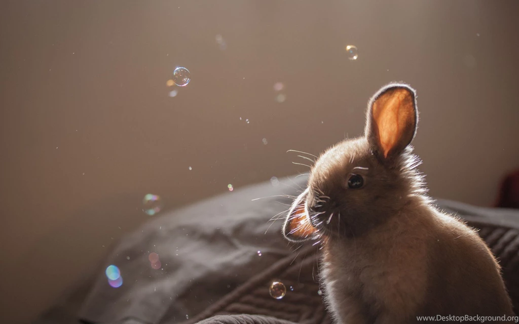 Cute, Bunny, Light, Soap, Bubbles, Cute, Hd Wallpaper, Photography