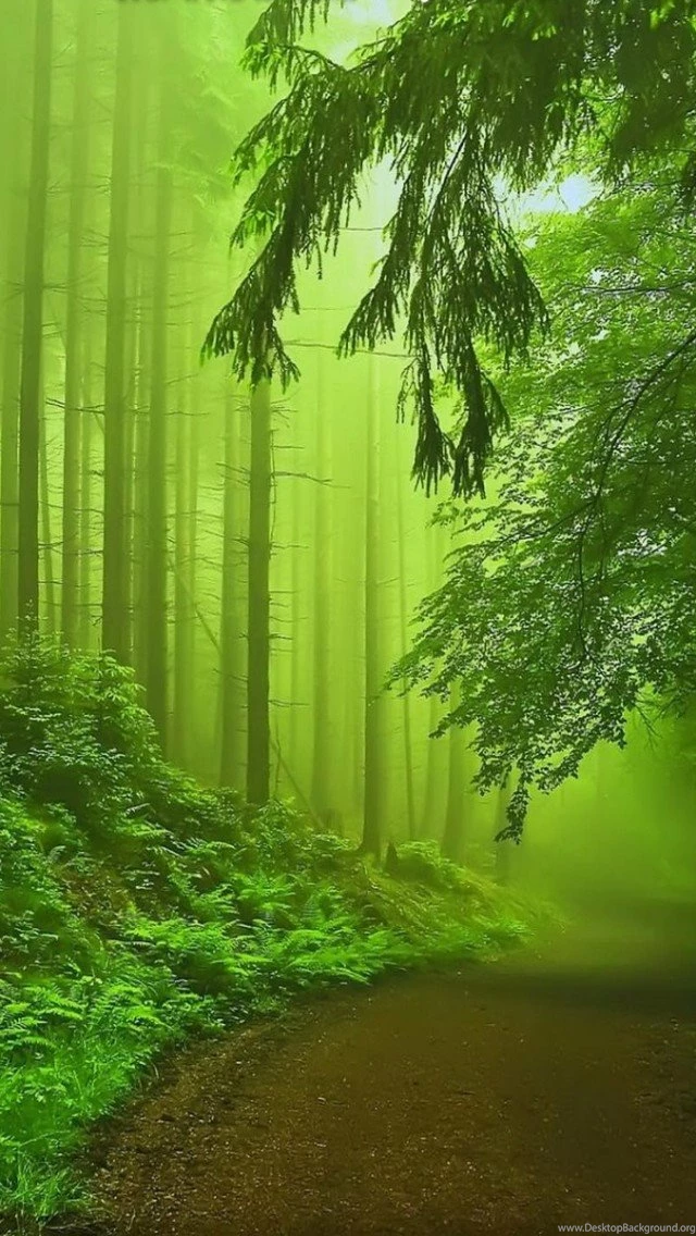 Forest Fog Green iPhone 5s Wallpapers Download
