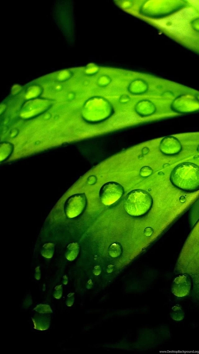 Green Flower iPhone 5s Wallpapers Download