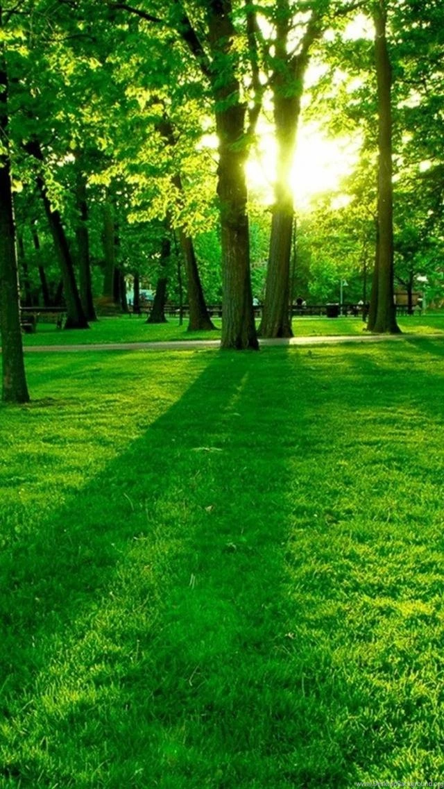 Best Wallpapers For Iphone 5c Green