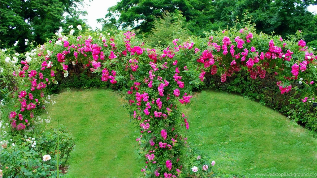 Pink roses garden hd wallpaper 332593.jpg
