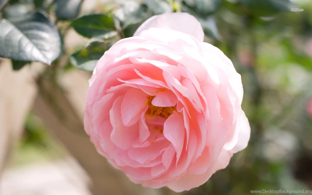 Pink Rose Wallpapers   Flower Wallpapers