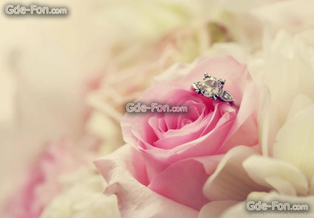 434947_cvetok_roza_kolco_makro_rozovaya_4844x3360_www.Gde Fon.com.jpg