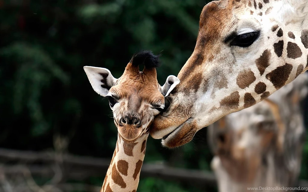 HD Giraffes Wallpapers And Photos