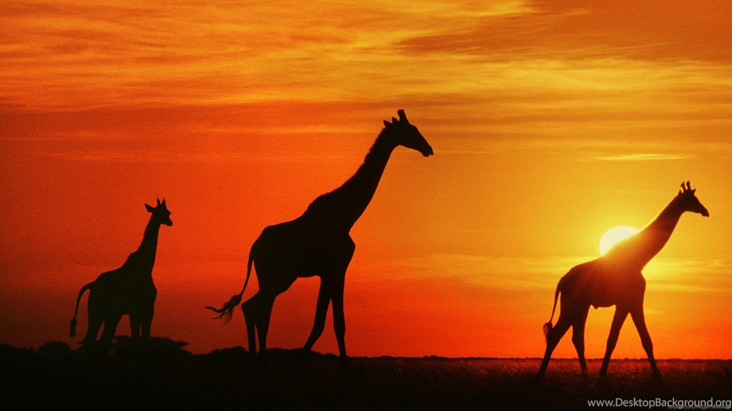 Download Giraffe Wallpapers