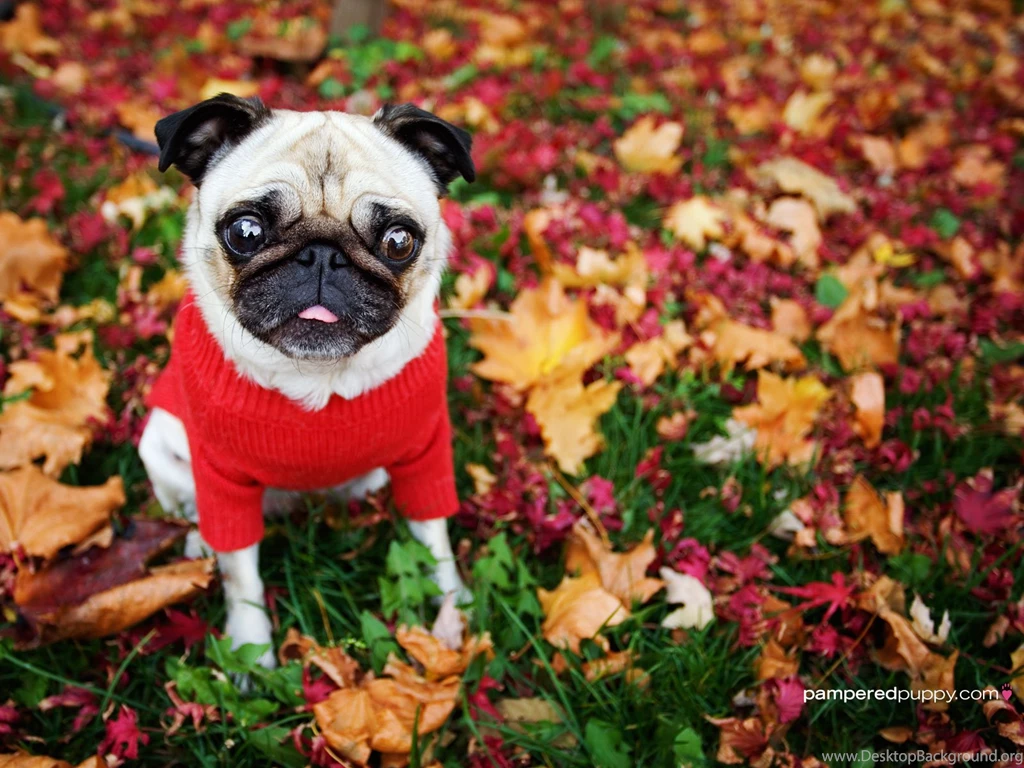 Funny Pug In Fall Leaves