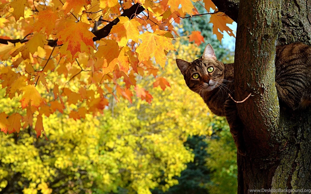 Funny Autumn Cat Hd Wallpapers Gallsource.com