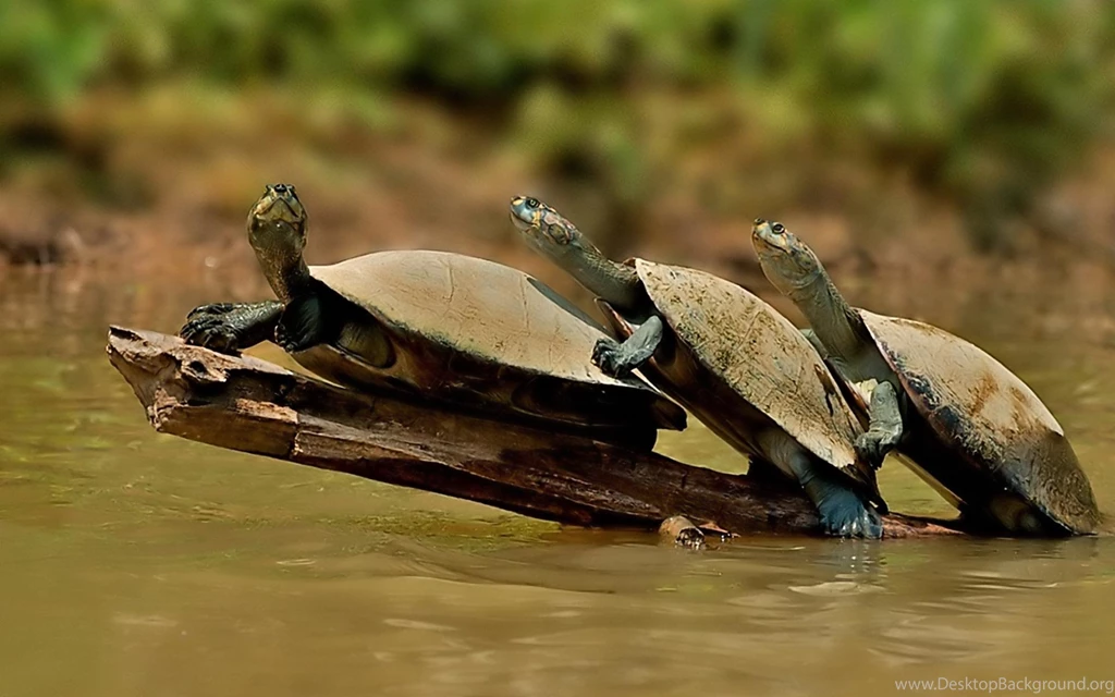 A Family Of Turtles In The Water Funny HD Wallpapers
