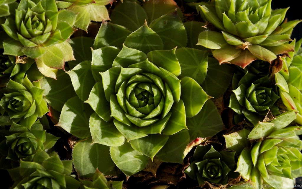 Flower Of Life In Nature Wallpapers 256022