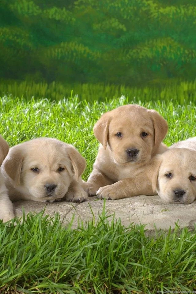 Pics Photos Cute Little Puppies Hd Desktop Mobile Wallpapers Resimkoy