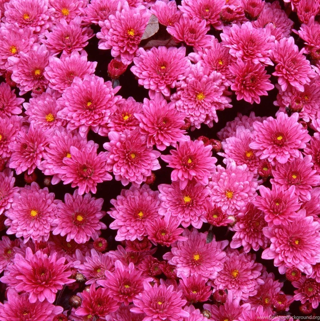 Do You Want To Get Flowers Pictures Free Download?