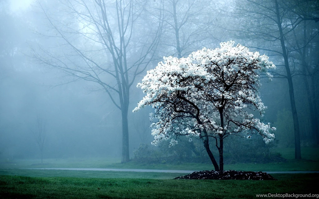 Good Morning Wallpapers Download For Free – Good Night Pictures Images